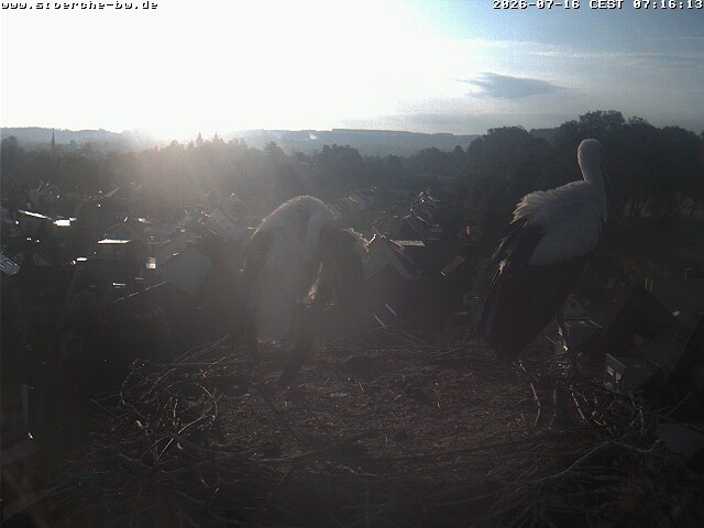 Archiv Foto Webcam Storchennest Bad Waldsee