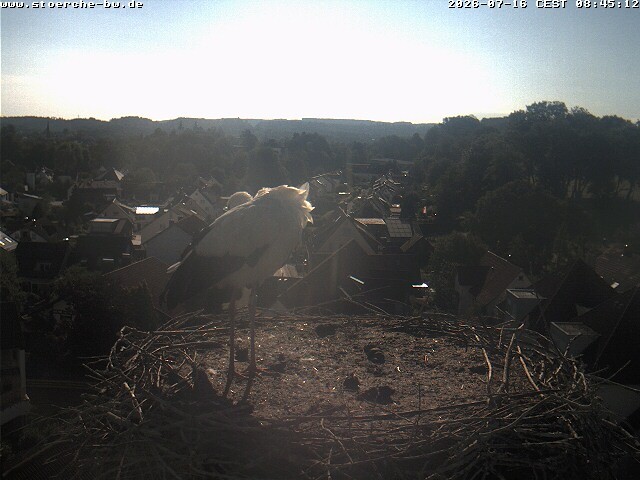 Archiv Foto Webcam Storchennest Bad Waldsee