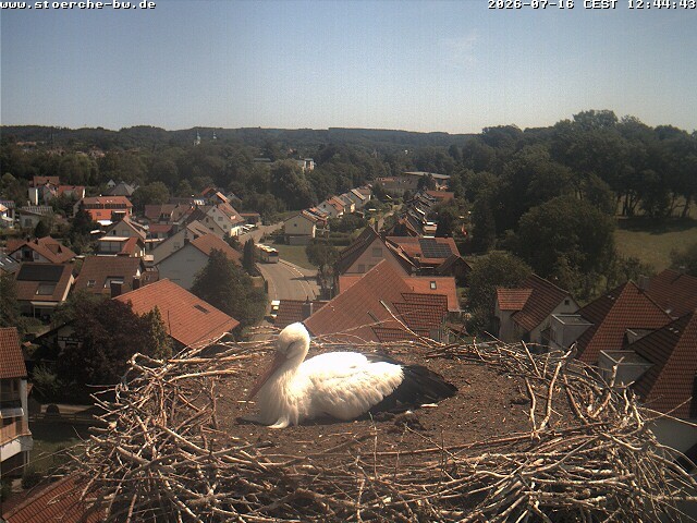Archiv Foto Webcam Storchennest Bad Waldsee