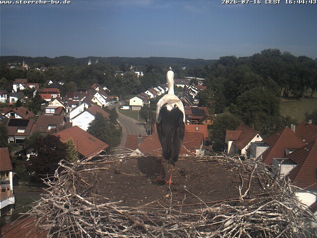 Archiv Foto Webcam Storchennest Bad Waldsee