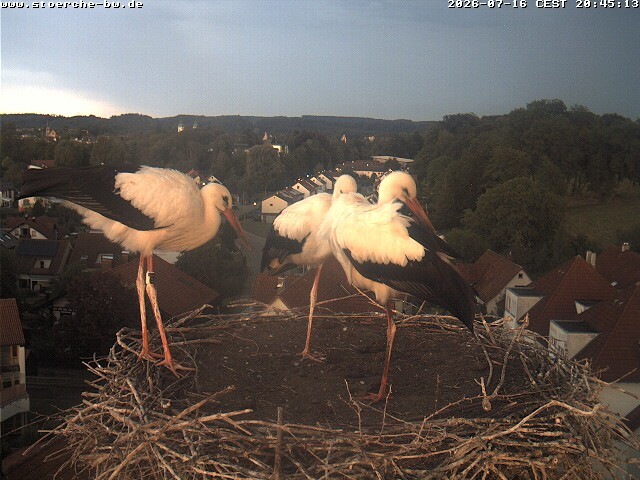 Archiv Foto Webcam Storchennest Bad Waldsee