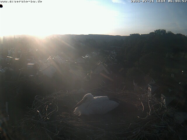 Archiv Foto Webcam Storchennest Bad Waldsee