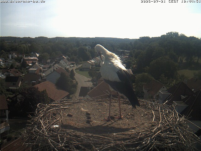 Archiv Foto Webcam Storchennest Bad Waldsee