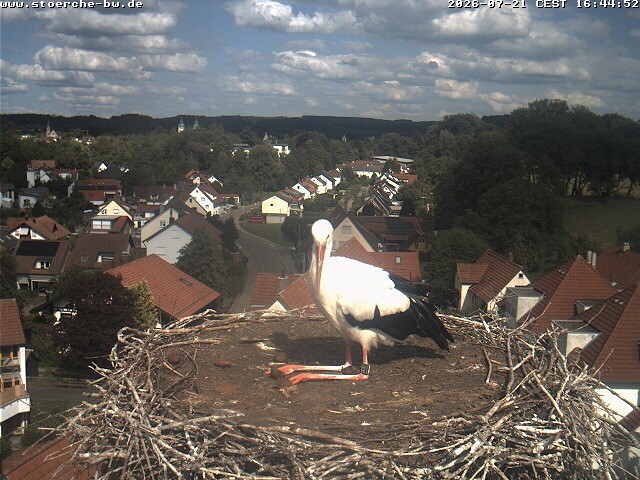 Archiv Foto Webcam Storchennest Bad Waldsee