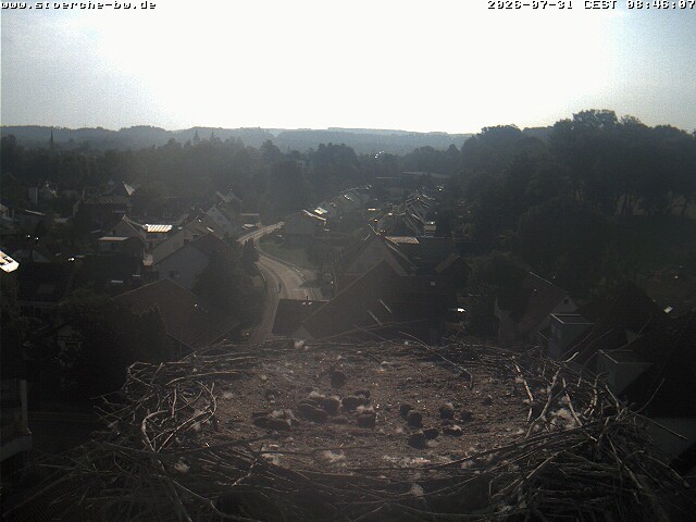 Archiv Foto Webcam Storchennest Bad Waldsee
