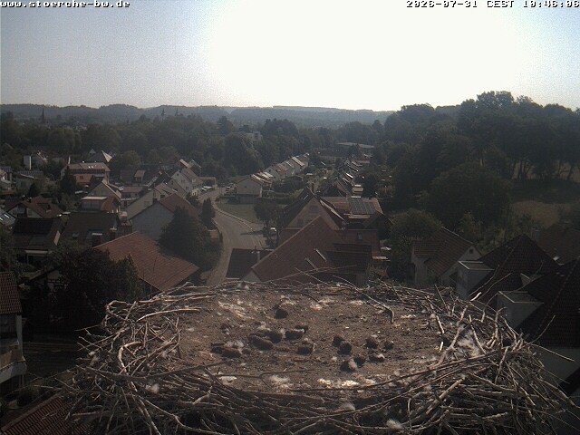 Archiv Foto Webcam Storchennest Bad Waldsee
