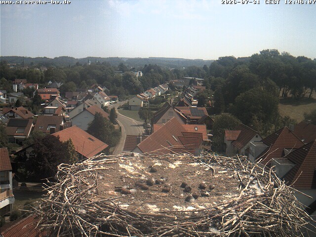 Archiv Foto Webcam Storchennest Bad Waldsee