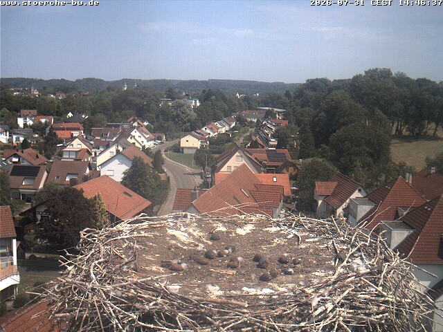 Archiv Foto Webcam Storchennest Bad Waldsee
