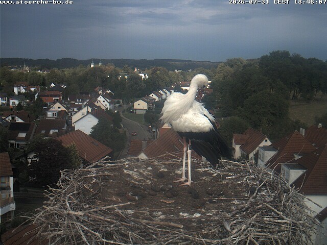 Archiv Foto Webcam Storchennest Bad Waldsee