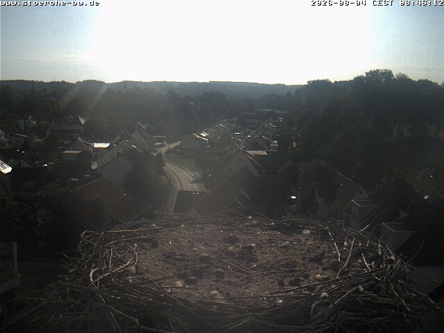 Archiv Foto Webcam Storchennest Bad Waldsee