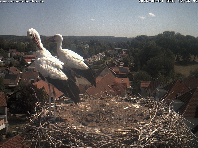 Archiv Foto Webcam Storchennest Bad Waldsee