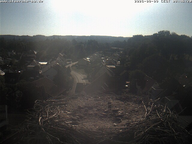 Archiv Foto Webcam Storchennest Bad Waldsee