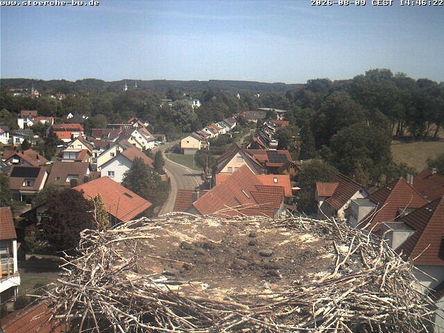 Archiv Foto Webcam Storchennest Bad Waldsee