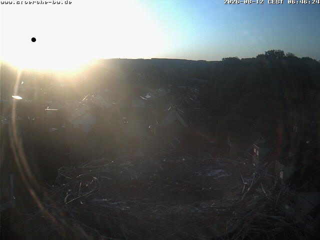Archiv Foto Webcam Storchennest Bad Waldsee