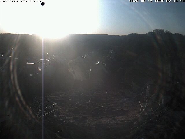 Archiv Foto Webcam Storchennest Bad Waldsee