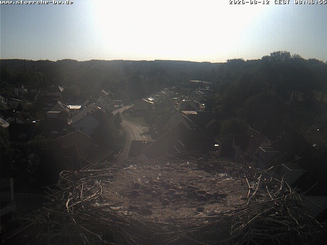 Archiv Foto Webcam Storchennest Bad Waldsee