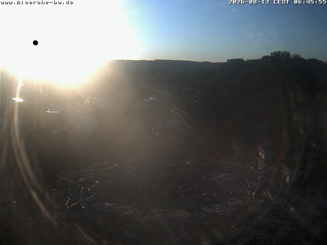 Archiv Foto Webcam Storchennest Bad Waldsee