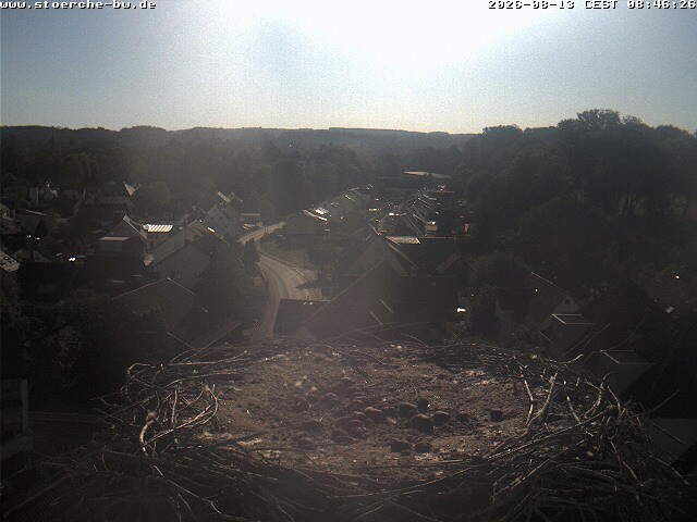 Archiv Foto Webcam Storchennest Bad Waldsee