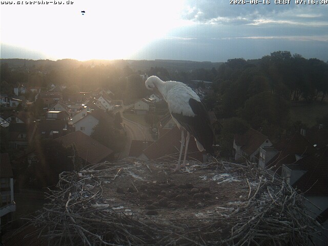 Archiv Foto Webcam Storchennest Bad Waldsee