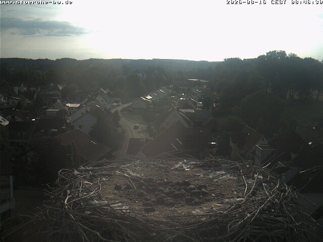 Archiv Foto Webcam Storchennest Bad Waldsee
