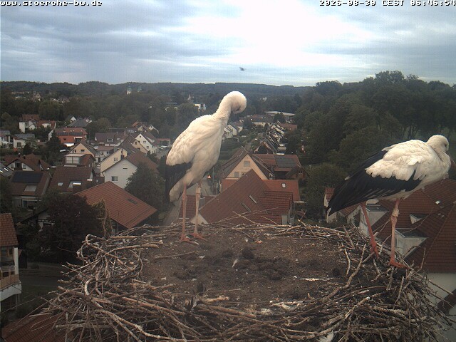 Archiv Foto Webcam Storchennest Bad Waldsee
