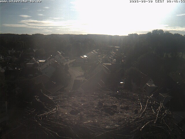 Archiv Foto Webcam Storchennest Bad Waldsee