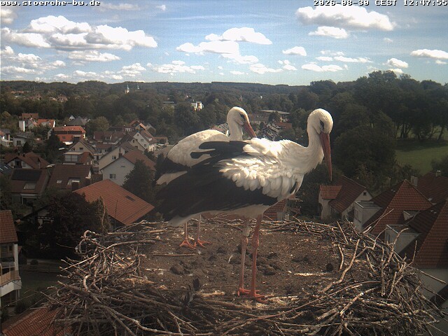 Archiv Foto Webcam Storchennest Bad Waldsee