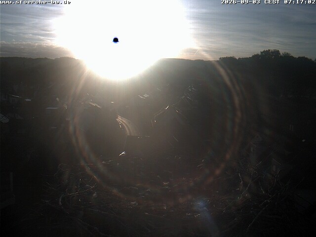 Archiv Foto Webcam Storchennest Bad Waldsee