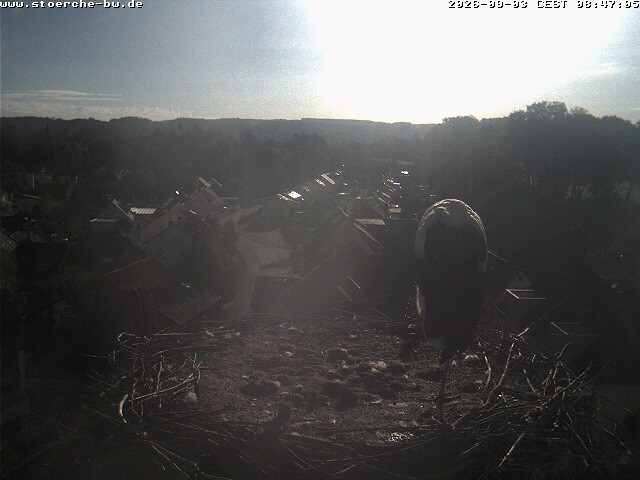 Archiv Foto Webcam Storchennest Bad Waldsee