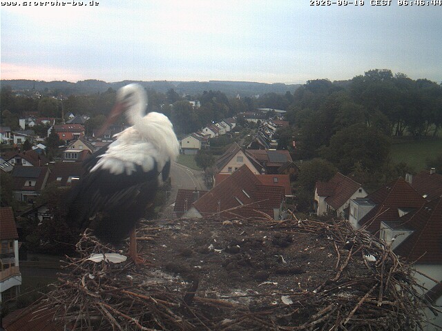 Archiv Foto Webcam Storchennest Bad Waldsee