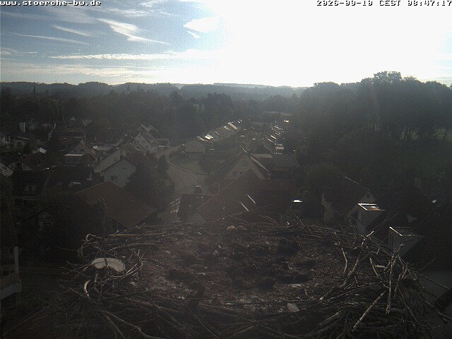 Archiv Foto Webcam Storchennest Bad Waldsee