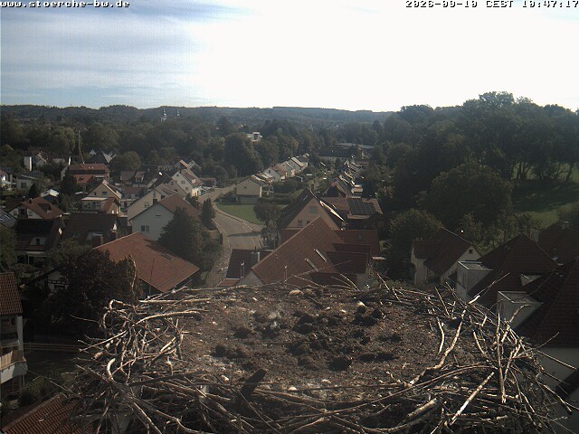 Archiv Foto Webcam Storchennest Bad Waldsee