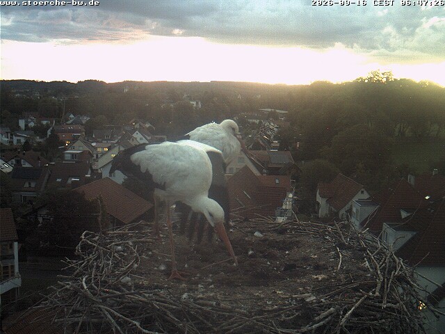 Archiv Foto Webcam Storchennest Bad Waldsee