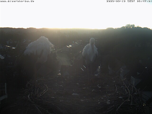 Archiv Foto Webcam Storchennest Bad Waldsee
