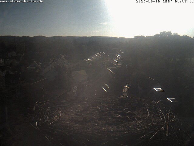 Archiv Foto Webcam Storchennest Bad Waldsee