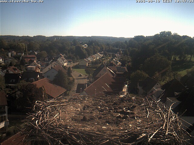 Archiv Foto Webcam Storchennest Bad Waldsee