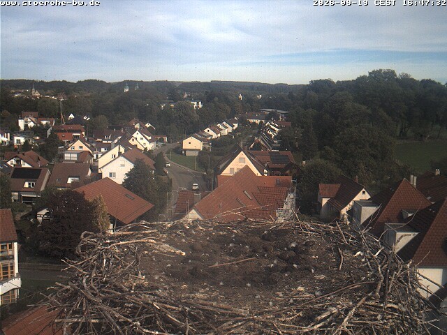 Archiv Foto Webcam Storchennest Bad Waldsee