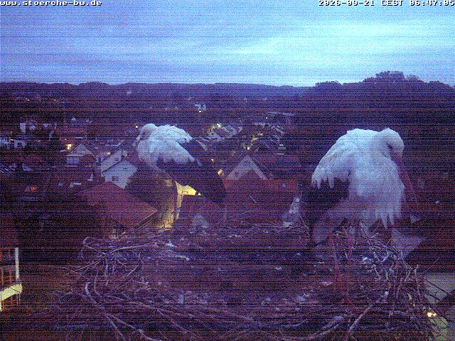 Archiv Foto Webcam Storchennest Bad Waldsee