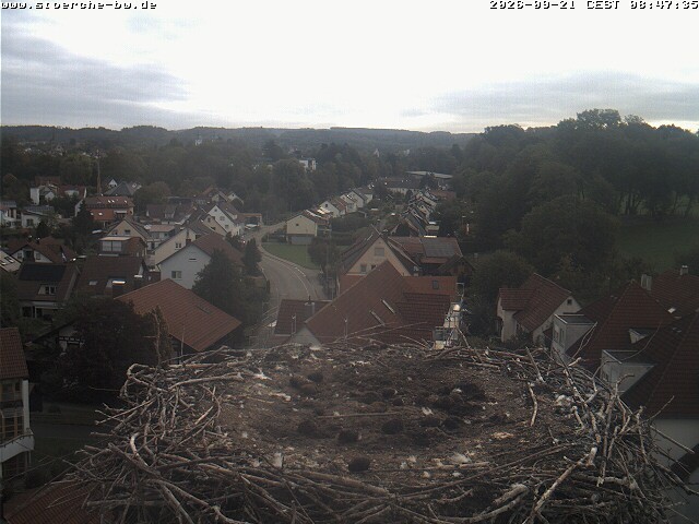Archiv Foto Webcam Storchennest Bad Waldsee