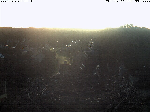 Archiv Foto Webcam Storchennest Bad Waldsee