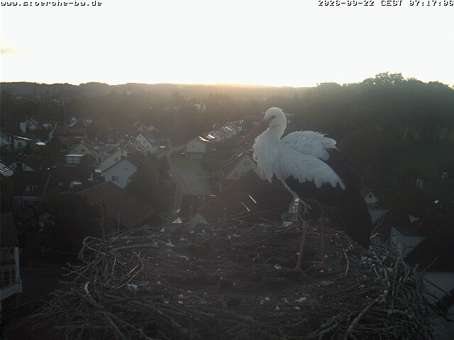 Archiv Foto Webcam Storchennest Bad Waldsee