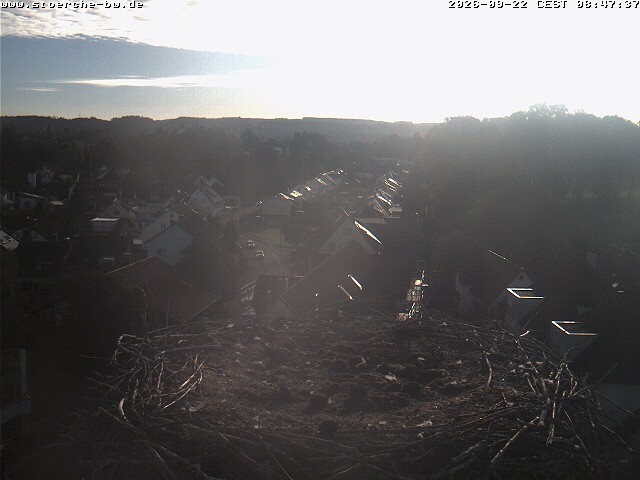 Archiv Foto Webcam Storchennest Bad Waldsee