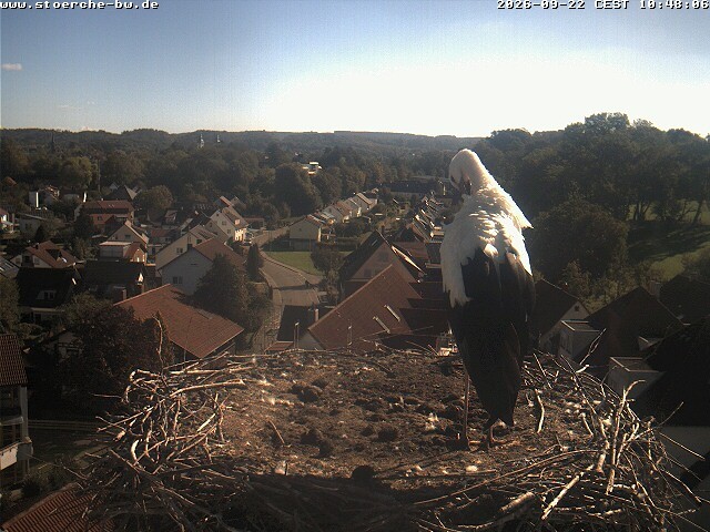 Archiv Foto Webcam Storchennest Bad Waldsee
