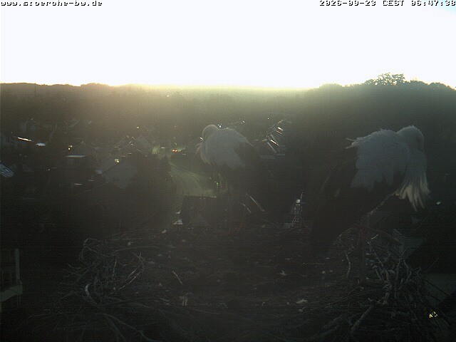 Archived image Webcam Stork's Nest Bad Waldsee