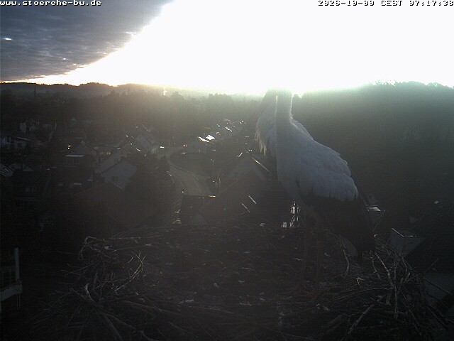 Archiv Foto Webcam Storchennest Bad Waldsee