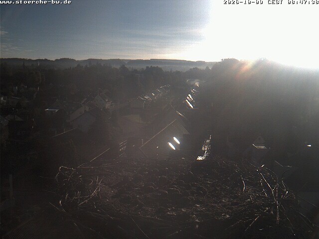 Archiv Foto Webcam Storchennest Bad Waldsee