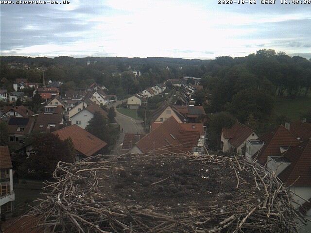 Archiv Foto Webcam Storchennest Bad Waldsee