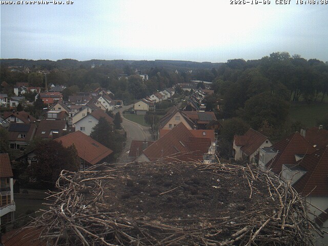 Archiv Foto Webcam Storchennest Bad Waldsee