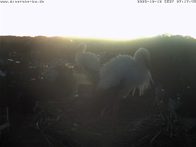 Archiv Foto Webcam Storchennest Bad Waldsee