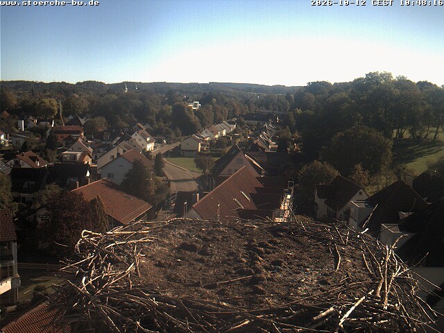 Archiv Foto Webcam Storchennest Bad Waldsee